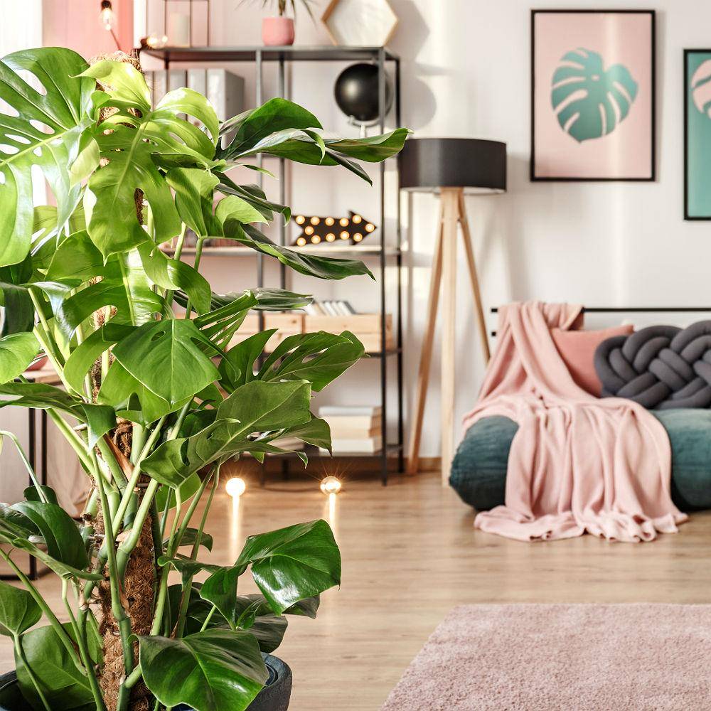 Potted House Plant Monstera Deliciosa in LECHUZA RONDO Shiny Taupe  Self-watering Planter, Total Height 150 cm