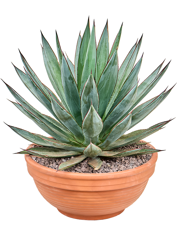 Agave 'Blue Glow'