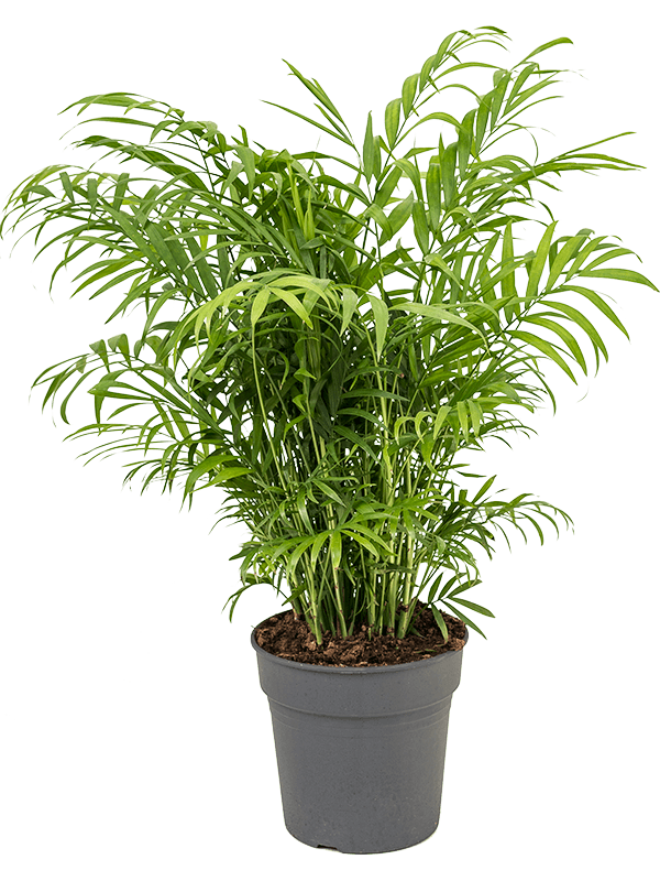 Shade-loving Parlour Palm Chamaedorea elegans Indoor House Plants