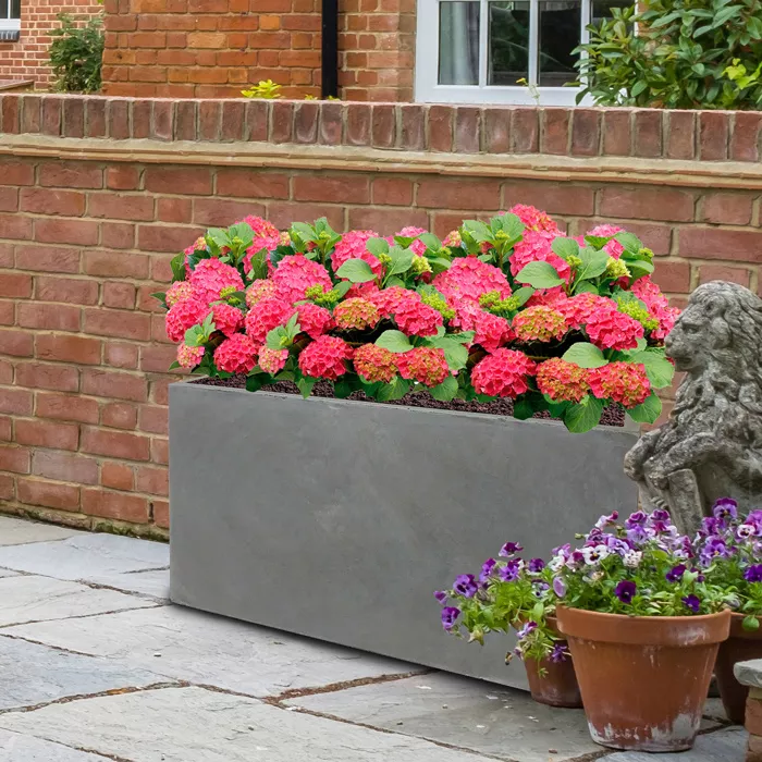 Pet-friendly indoor and outdoor plants Pet-friendly indoor and outdoor plants
