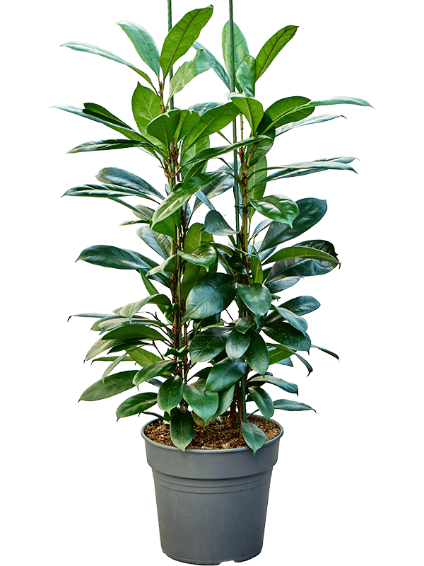 Lush African Fig Ficus cyathistipula Indoor House Plants