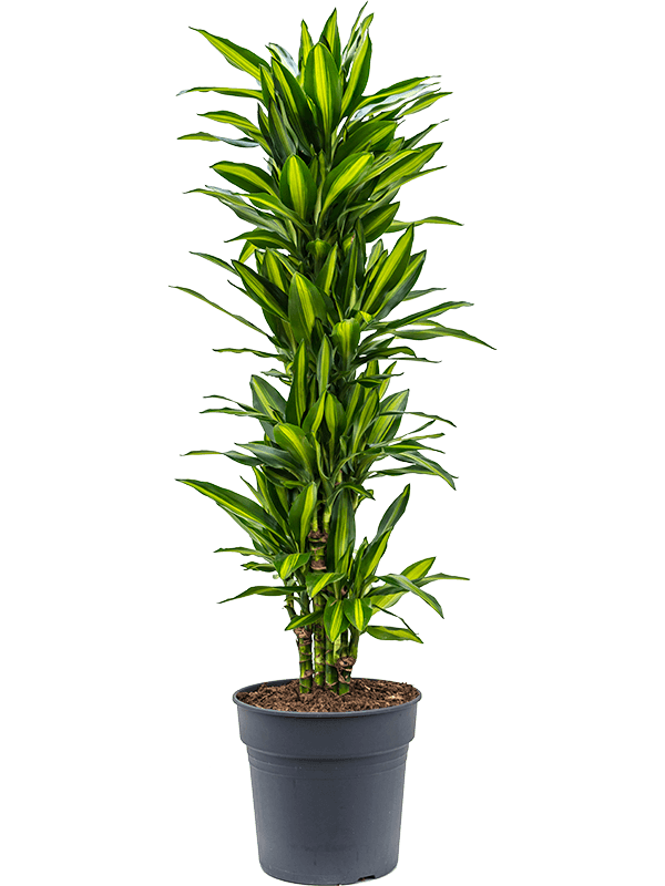 Colorful Corn Plant Dracaena fragrans 'Cintho' Indoor House Plants
