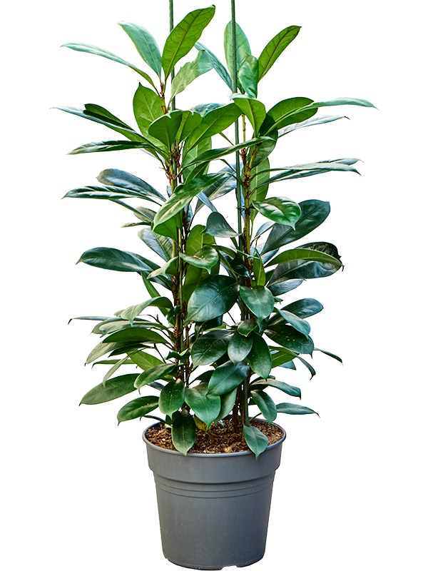 Lush African Fig Ficus cyathistipula Indoor House Plants