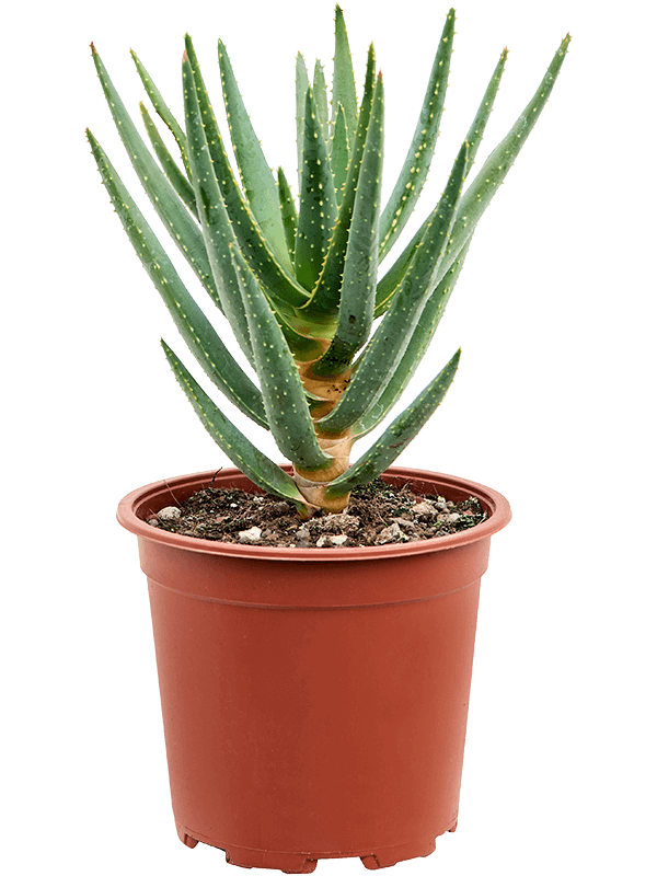 Easy-Care Quiver Tree Aloe dichotoma (100-120) Tall Indoor House Plants Trees