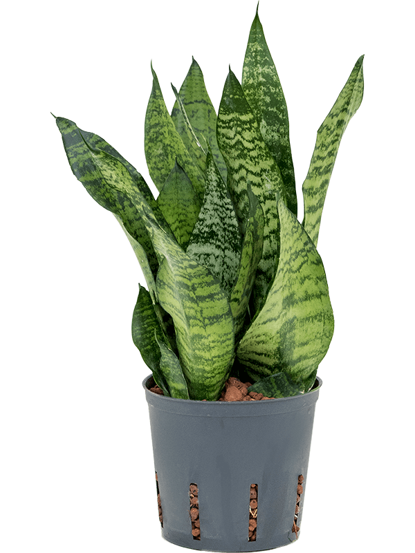 Cheerful Snake Plant Sansevieria zeylanica 'Compacta' Indoor House Plants