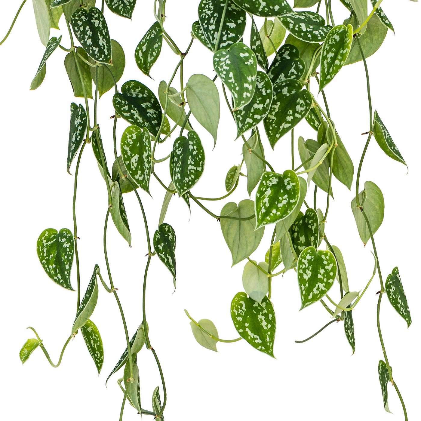 Shade-loving Satin Pothos Scindapsus pictus 'Argyraeus' Indoor House Plants