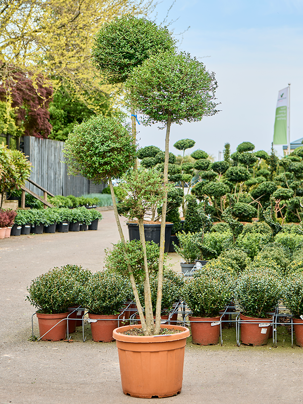 Ligustrum Jonandrum