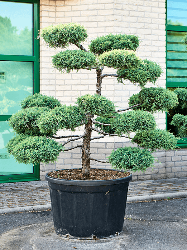 Photogenic Juniperus media 'Pfitzeriana Compacta' Outdoor Plants