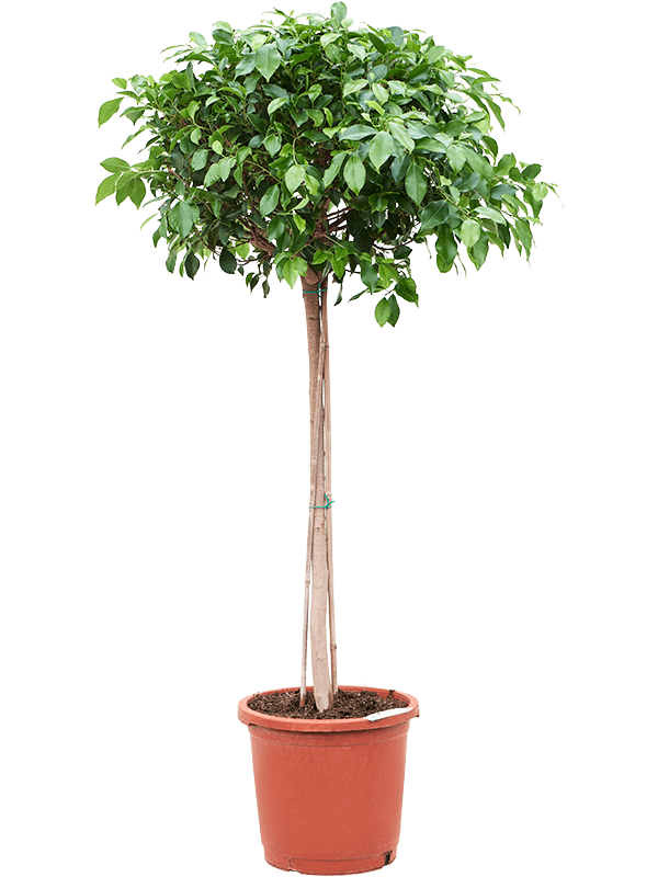 Lush Weeping Fig Ficus microcarpa ‘Nitida’ Tall Indoor House Plants Trees
