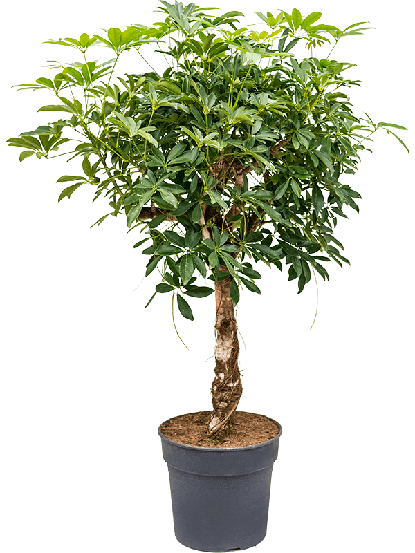 Easy-Care Umbrella Tree Schefflera arboricola 'Compacta' Tall Indoor House Plants Trees