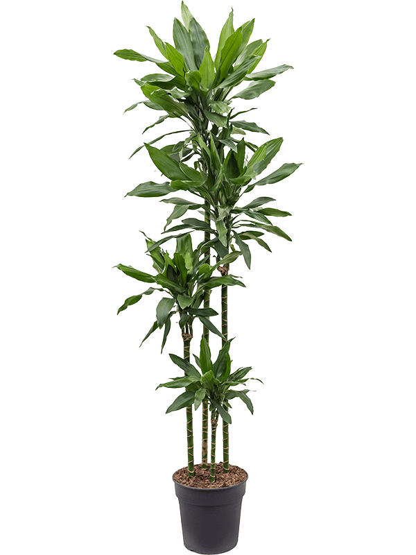 Easy-Care Corn Plant Dracaena fragrans 'Janet Lind' Tall Indoor House Plants Trees
