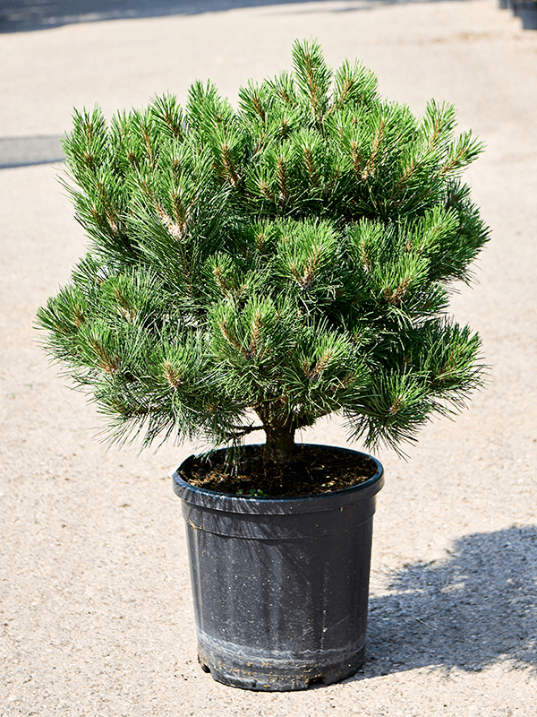 Showy Black Pine Pinus nigra 'Bright Eyes' Outdoor Plants