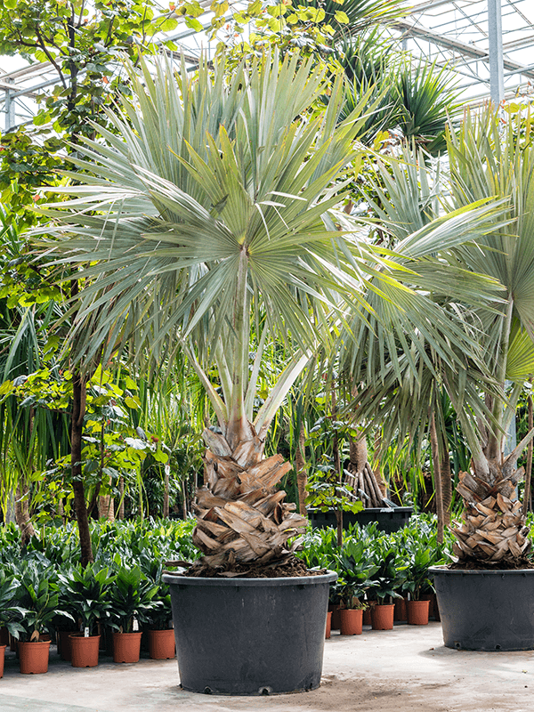 Lush Bismark Palm Bismarckia nobilis (300-400) Tall Indoor House Plants Trees