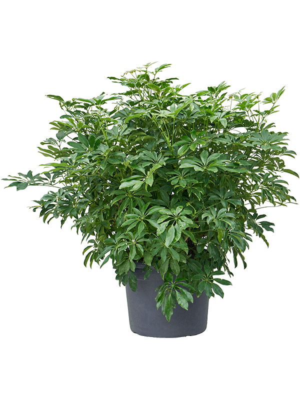 Easy-Care Umbrella Tree Schefflera arboricola 'Compacta' Tall Indoor House Plants Trees