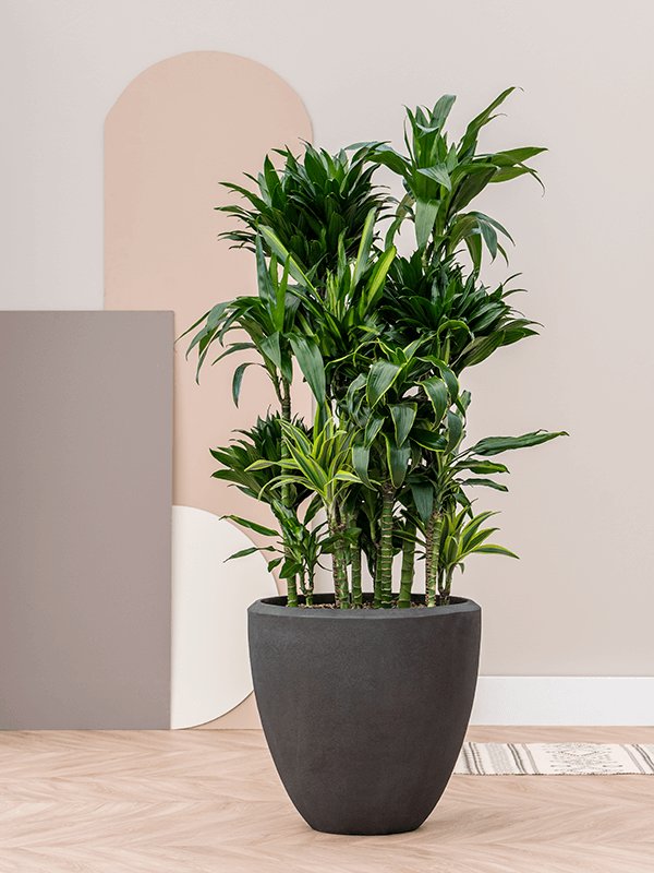 Composits Polystone Couple Round Indoor Planter Pot