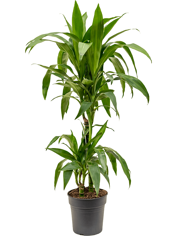Impressive Corn Plant Dracaena fragrans 'Janet Craig' Tall Indoor House Plants Trees