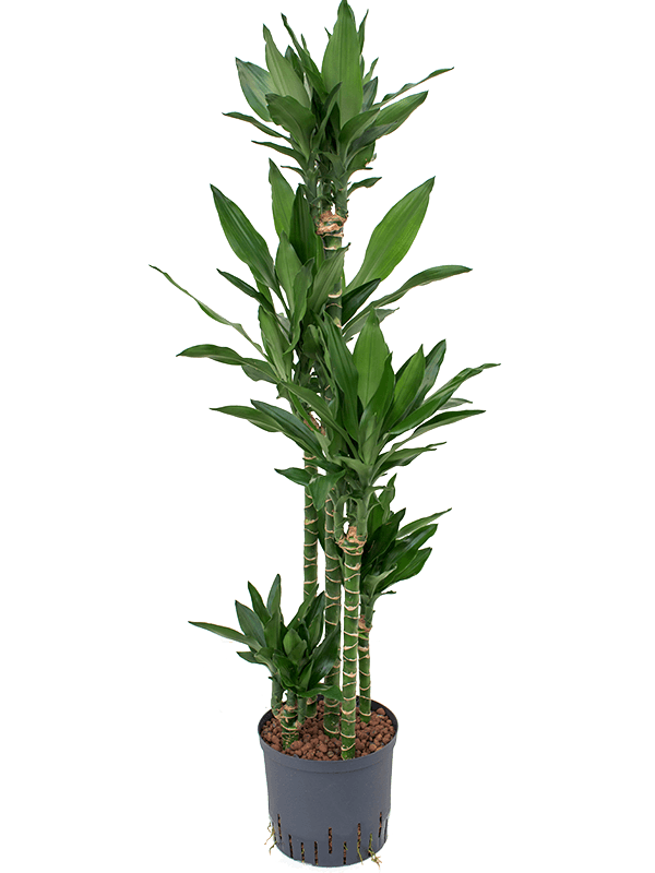 Easy-Care Corn Plant Dracaena fragrans 'Janet Lind' Tall Indoor House Plants Trees