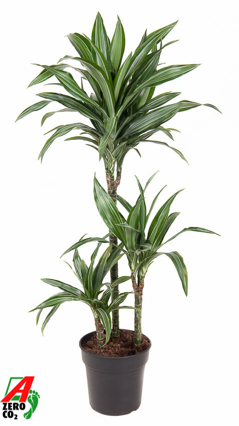 Easy-Care Corn Plant Dracaena fragrans 'Ulises' Tall Indoor House Plants Trees