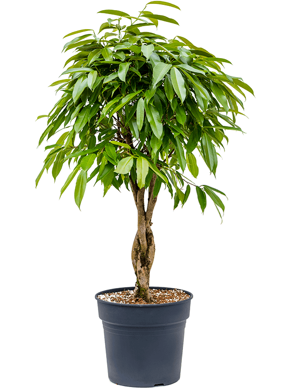 Lush Narrow-leaf Fig Ficus binnendijkii 'Amstel King' Tall Indoor House Plants Trees