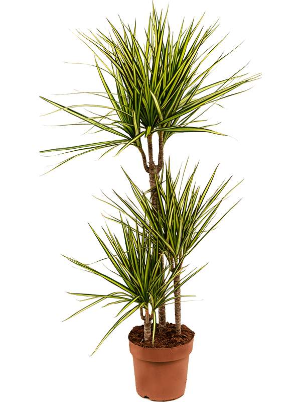 Showy Dragon Tree Dracaena marginata 'Sunray' Tall Indoor House Plants Trees