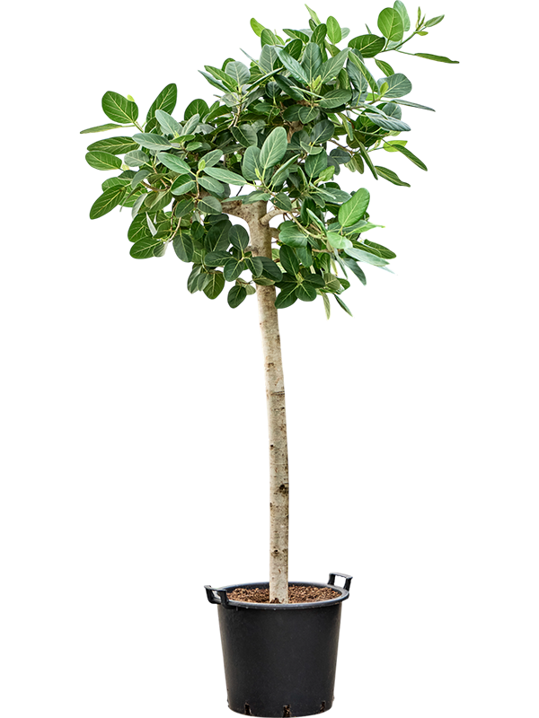 Lush Banyan Fig Ficus benghalensis 'Audrey' Indoor House Plants