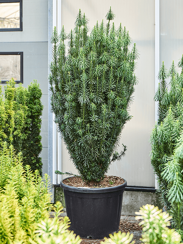 Lush Plum Yew Cephalotaxus harringtonii 'Fastigiata' Outdoor Plants