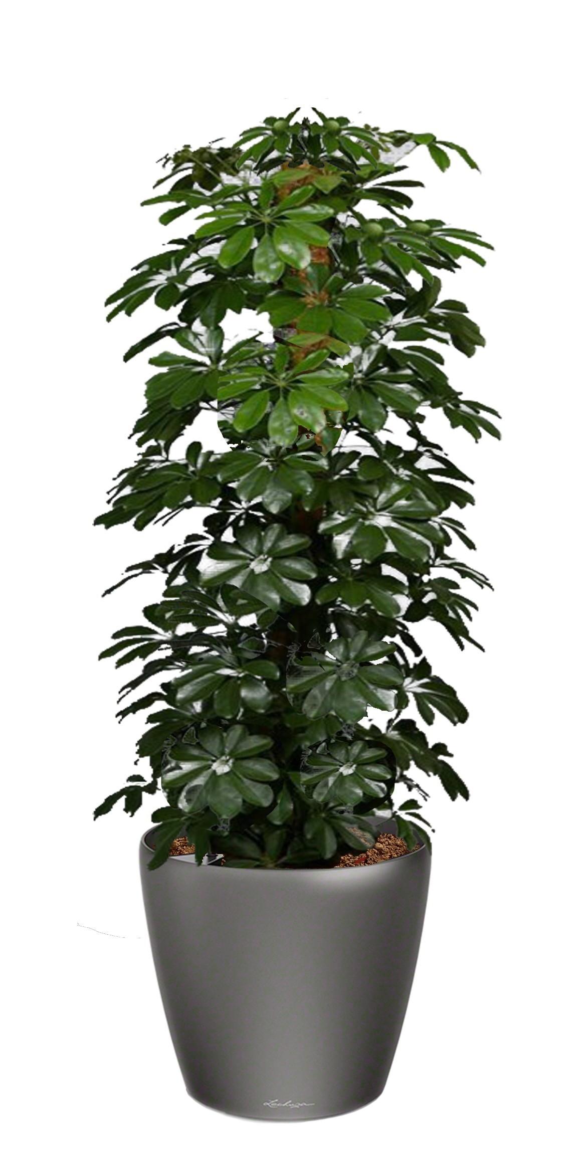 Schefflera Compacta (Nora) in LECHUZA CLASSICO LS Self-watering Planter, Total Height 160 cm