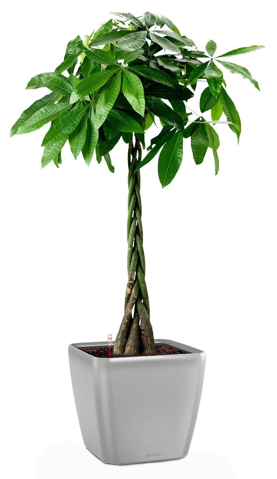 Braided Pachira Aquatica in LECHUZA QUADRO LS Self-watering Planter, Total Height 160 cm