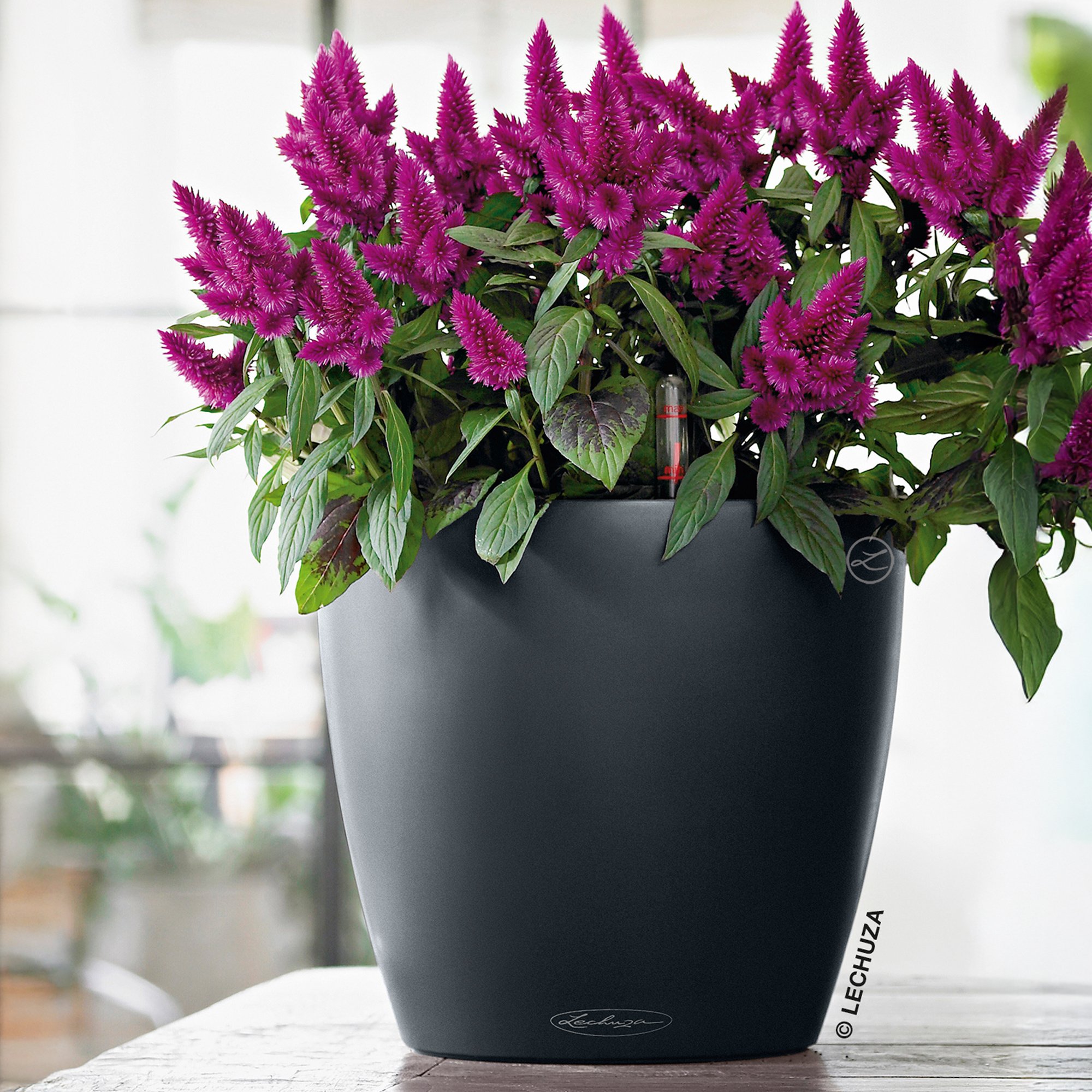 LECHUZA CLASSICO Color Round Poly Resin Self-watering Planter