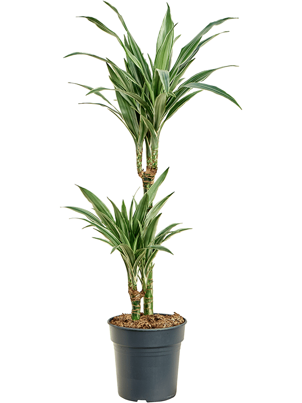 Insta-friendly Dracaena deremensis 'Warneckei' Tall Indoor House Plants Trees