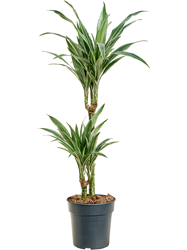 Insta-friendly Dracaena deremensis 'Warneckei' Tall Indoor House Plants Trees