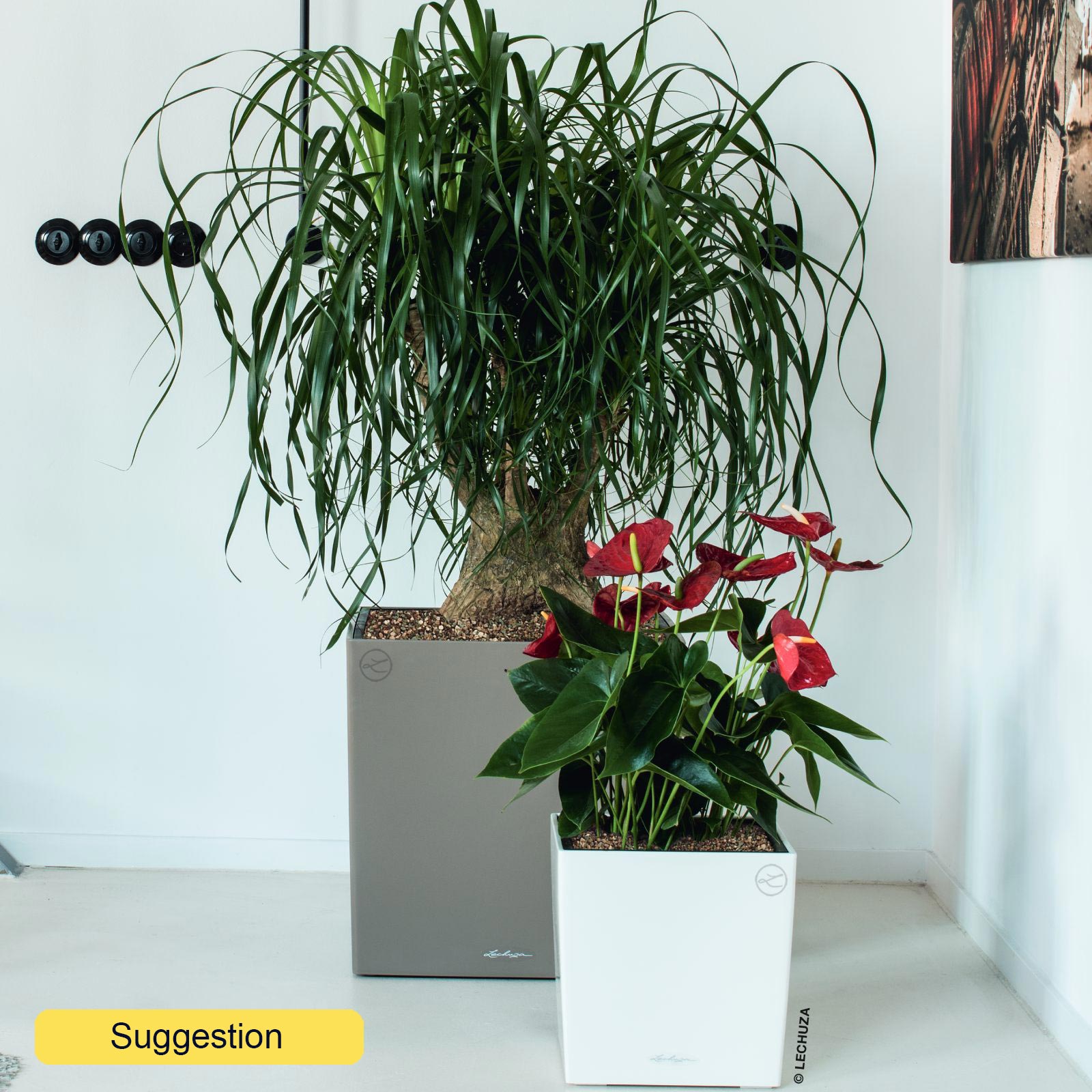 Tropical Ponytail Palm Beaucarnea recurvata Tall Indoor House Plants Trees