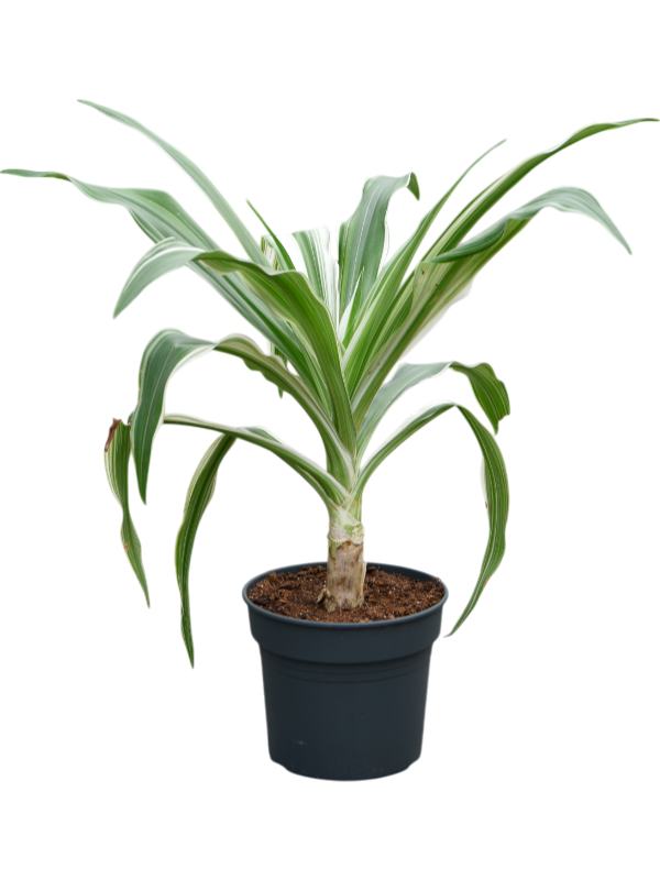 Crinum asiaticum