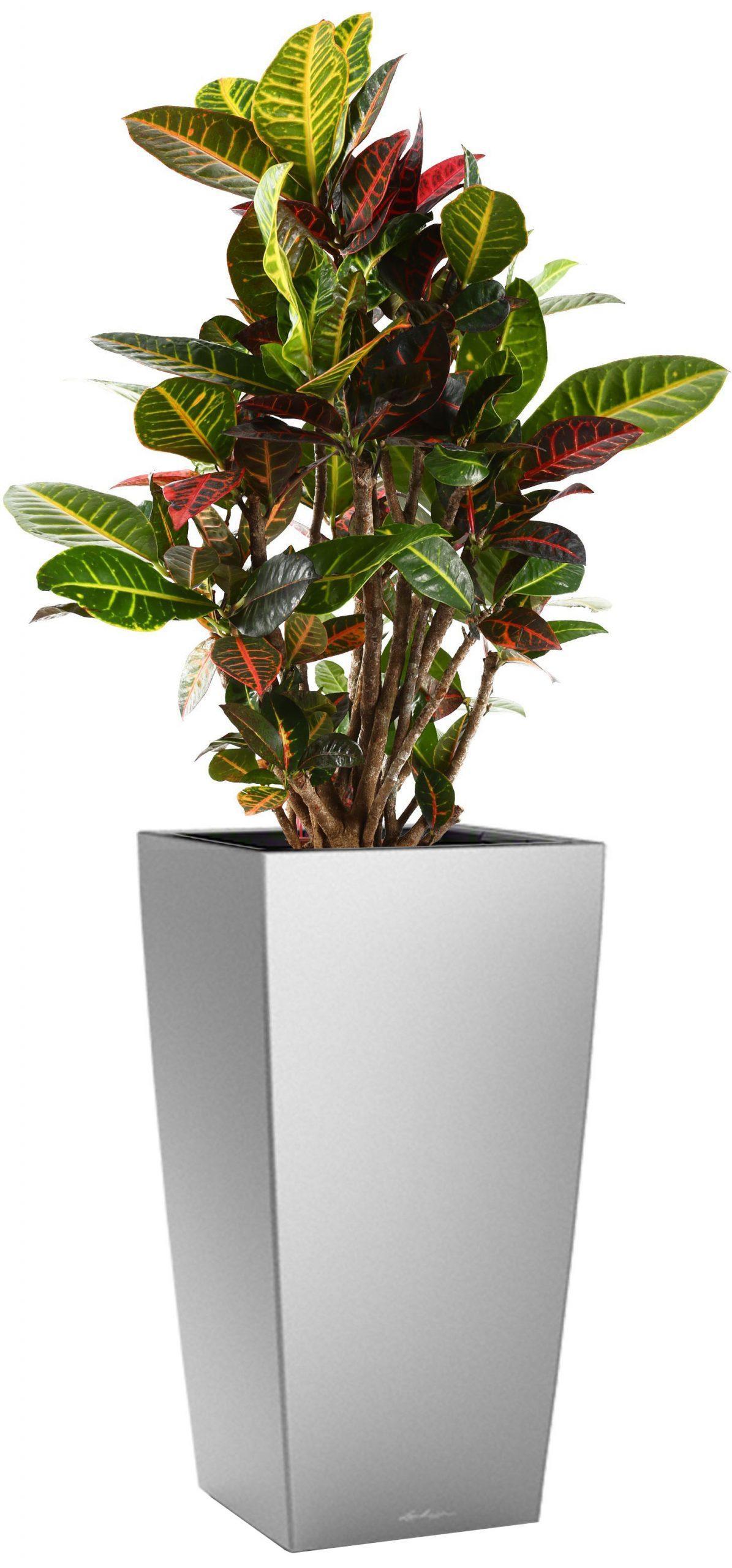 Codiaeum Petra in LECHUZA CUBICO Self-watering Planter, Total Height 130 cm
