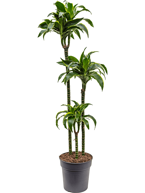 Insta-friendly Corn Plant Dracaena fragrans 'Dorado' Tall Indoor House Plants Trees