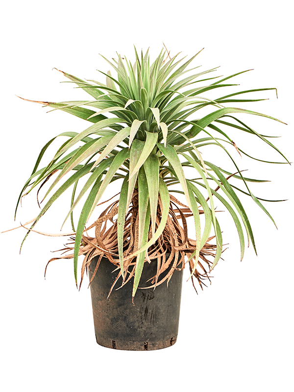 Yucca desmetiana