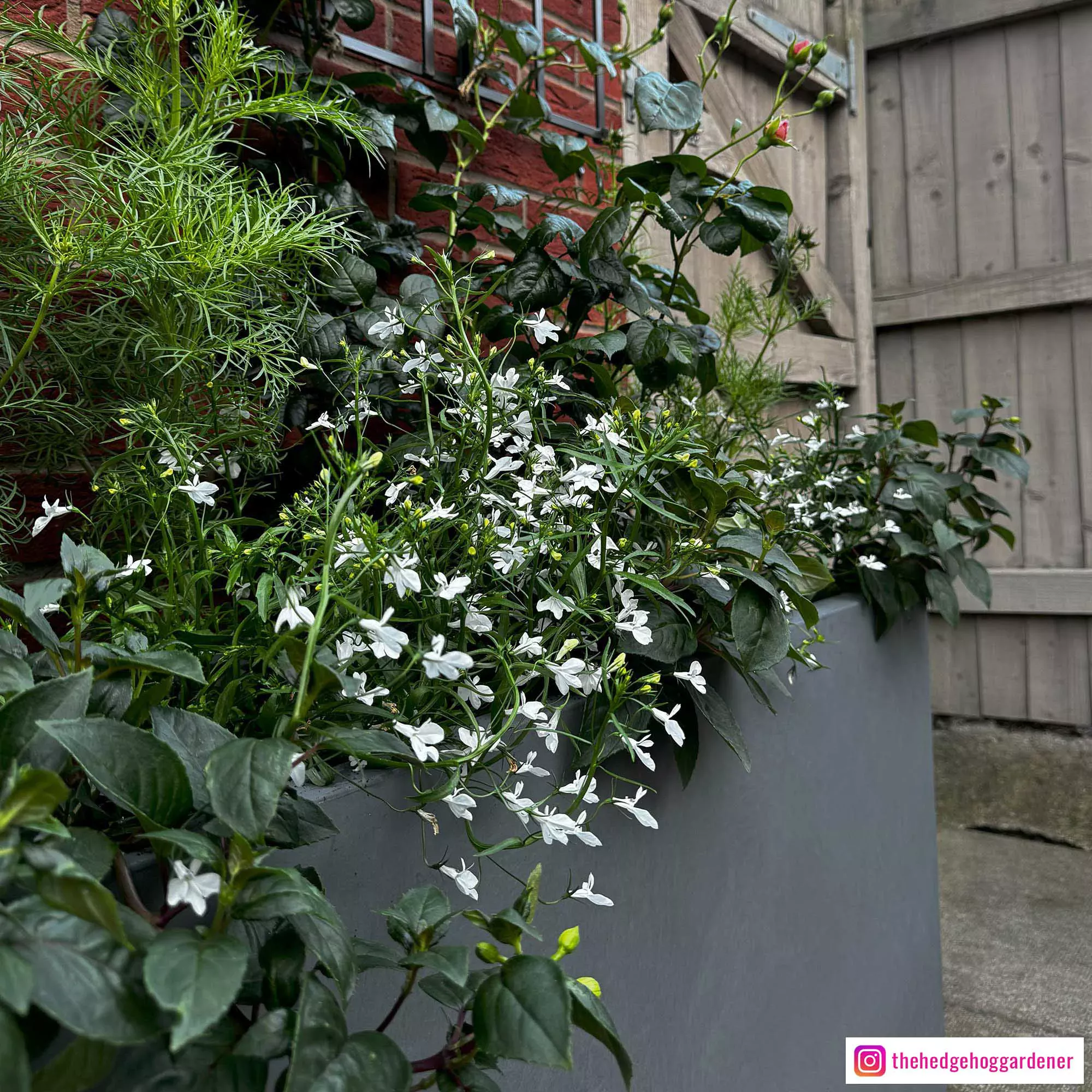 IDEALIST Lite Contemporary Light Concrete High Trough Planter