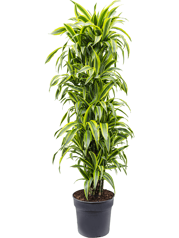 Colorful Corn Plant Dracaena fragrans 'Lemon Lime' Tall Indoor House Plants Trees