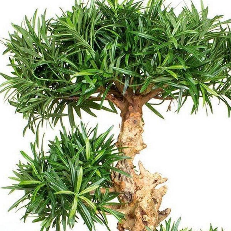 PODOCARPUS BONSAI Artificial Tree Plant
