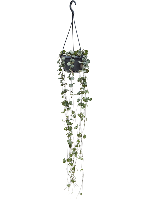 Showy String of Hearts Ceropegia woodii Indoor House Plants