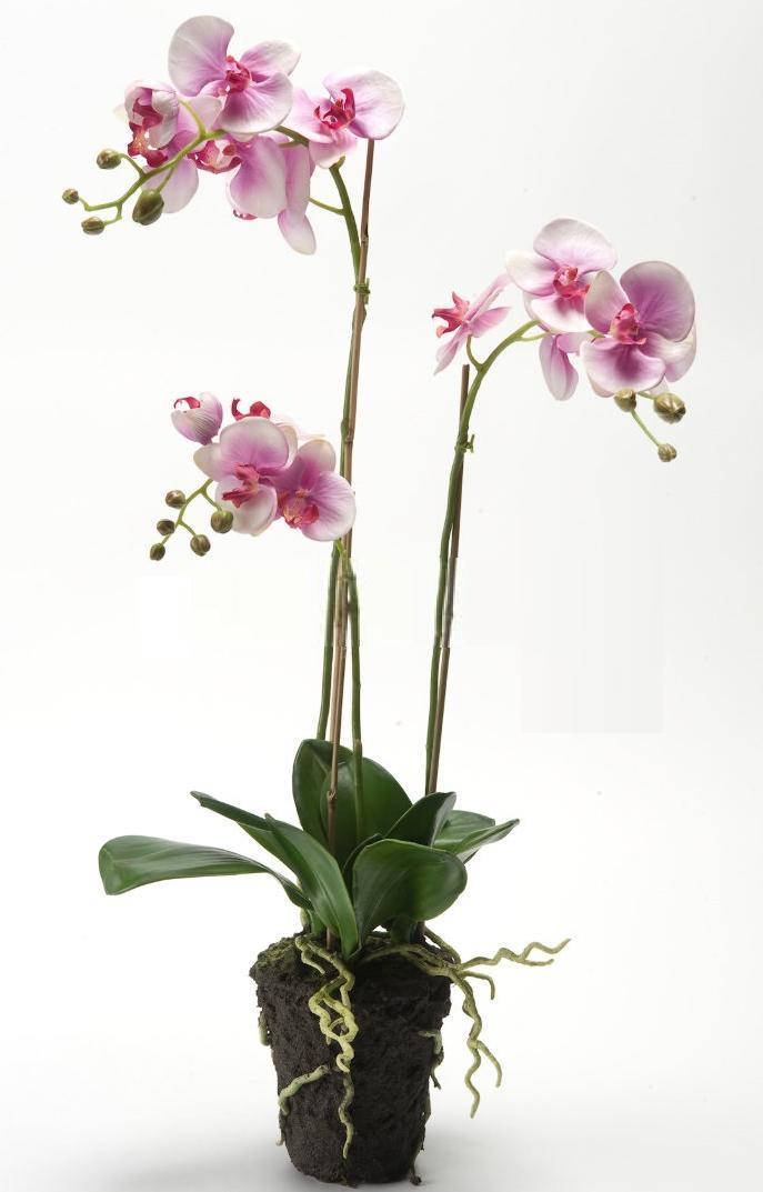 Phalaenopsis Orchid Artificial Flower Plant 75 cm