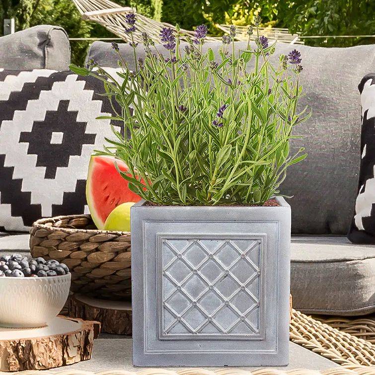 plant pot on legs Nina tripod pots (Pick up/Delivery) – Little Leaf Decor main image 1