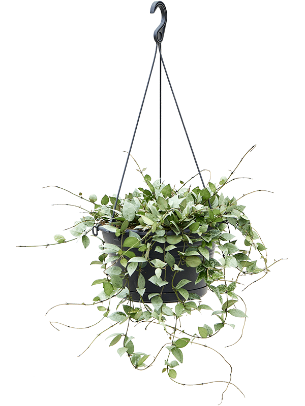 Shade-loving Wax Plant Hoya krohniana 'Eskimo' Indoor House Plants