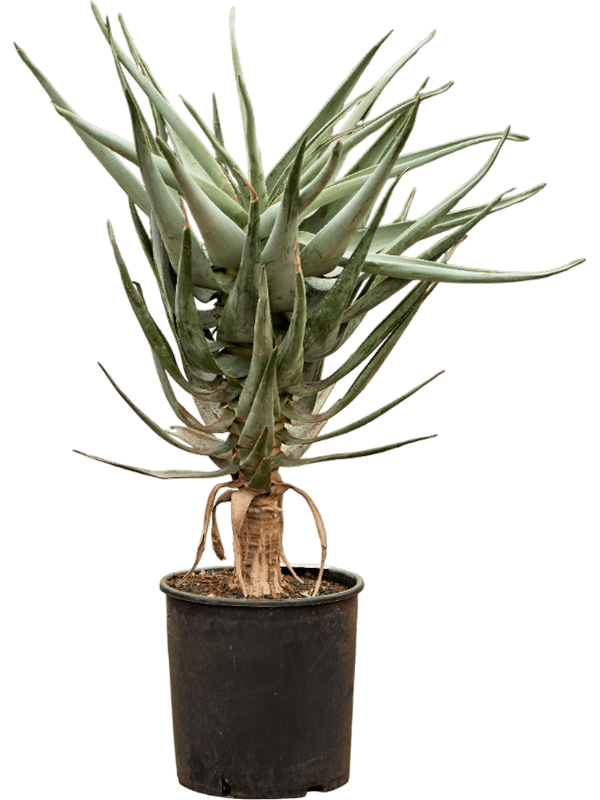 Easy-Care Quiver Tree Aloe dichotoma (100-120) Tall Indoor House Plants Trees