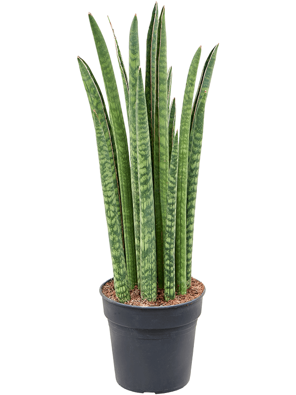 Trendy Snake Plant Sansevieria cylindrica 'Liv' Indoor House Plants
