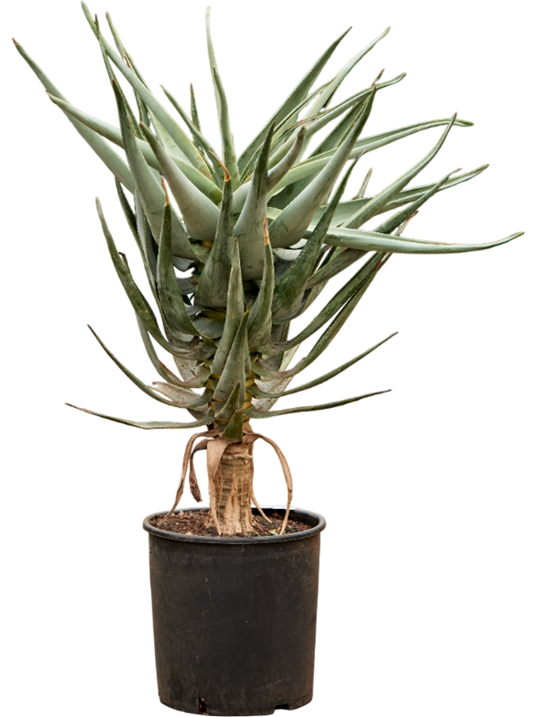 Easy-Care Quiver Tree Aloe dichotoma (100-120) Tall Indoor House Plants Trees