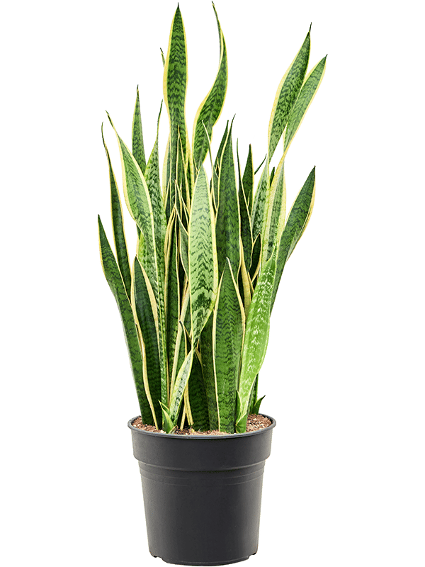 Elegant Snake Plant Sansevieria trifasciata 'Laurentii' Indoor House Plants
