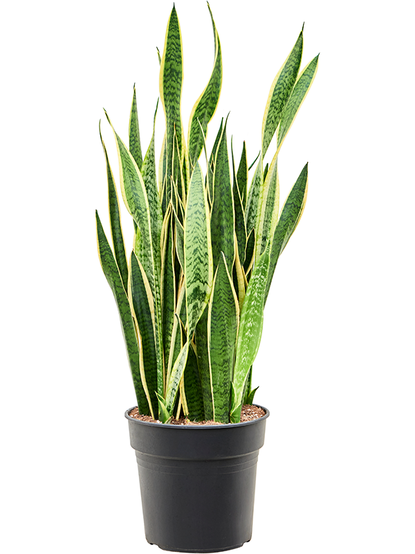 Elegant Snake Plant Sansevieria trifasciata 'Laurentii' Indoor House Plants