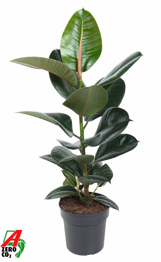 Lush Rubber Plant Ficus elastica 'Robusta' Indoor House Plants