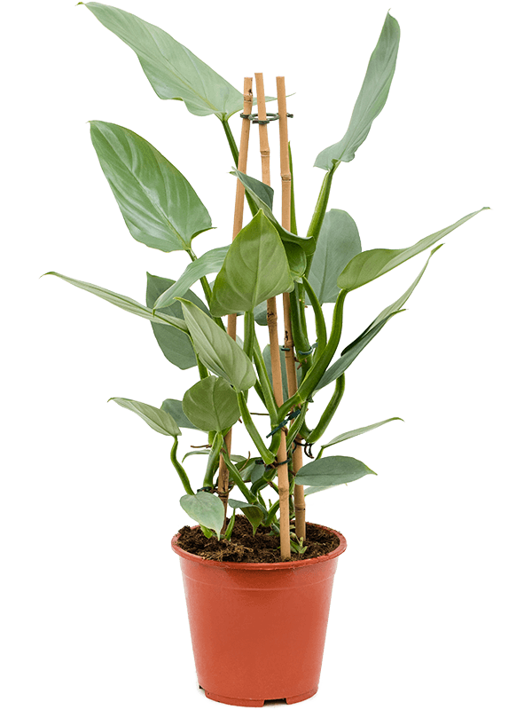 Lush Heart-Leaf Philodendron 'Silver `Queen' Indoor House Plants